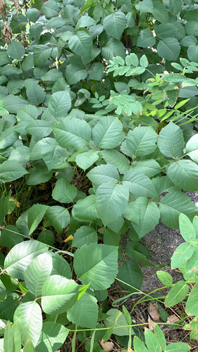 Toxicodendron rydbergii (western poison ivy)
