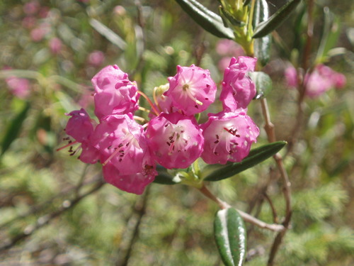 Kalmia polifolia (Bog Laurel)