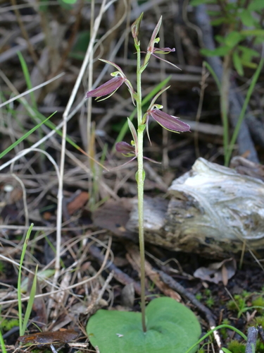 Cyrtostylis robusta (large gnat-orchid) (alternate view 5)