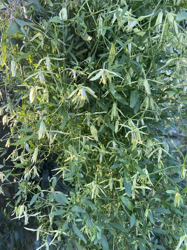 Clematis microphylla (Small-leaved Clematis) (alternate view 6)
