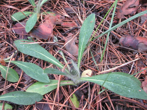 Pilosella officinarum (mouse-eared hawkweed)