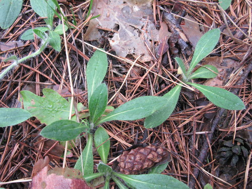 Pilosella officinarum (mouse-eared hawkweed)