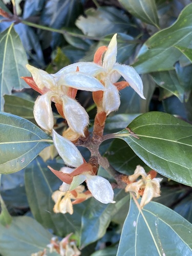 Neolitsea dealbata (Bolly Gum) (alternate view 4)