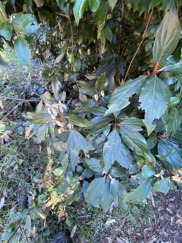 Neolitsea dealbata (Bolly Gum) (alternate view 5)