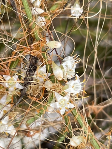 Cuscuta californica (California dodder) (alternate view 5)