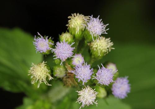 Ageratum (Ageratums) (alternate view 4)