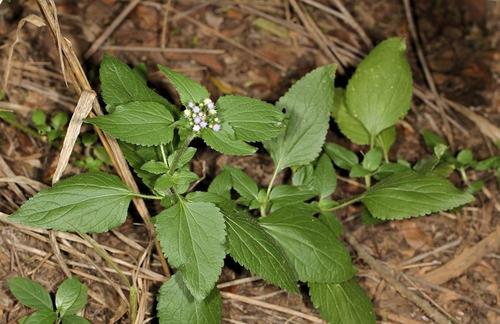 Ageratum (Ageratums) (alternate view 5)