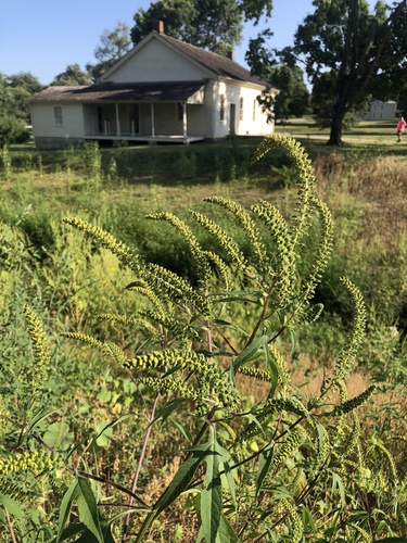 Ambrosia trifida (giant ragweed)