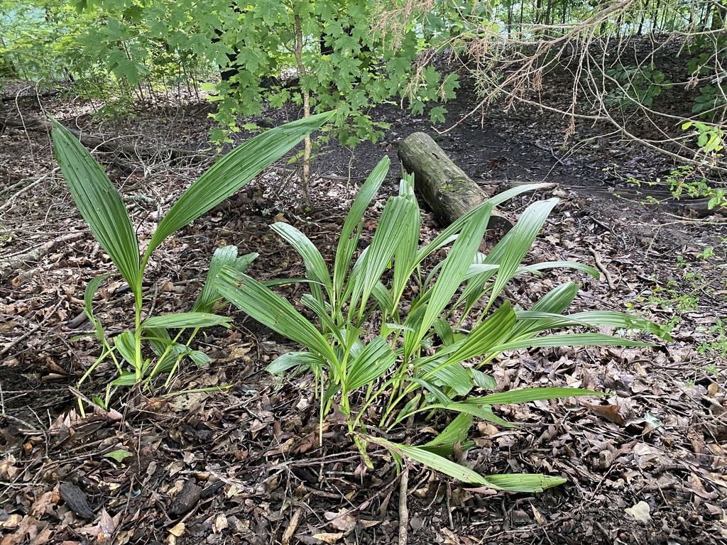 Bletilla striata, Chinese ground orchid — clumping deciduous (Orchidaceae) (image 9 of 9)