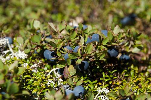 Vaccinium uliginosum (bog bilberry)