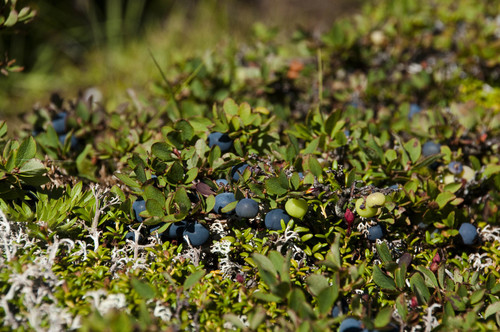 Vaccinium uliginosum (bog bilberry)