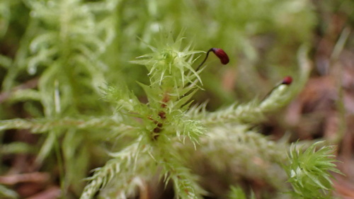 Hylocomiadelphus triquetrus (rough goose neck moss)