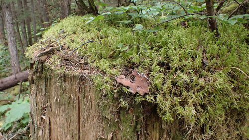 Hylocomiadelphus triquetrus (rough goose neck moss)