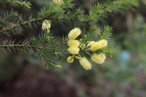 Acacia verticillata (Prickly moses) (alternate view 7)