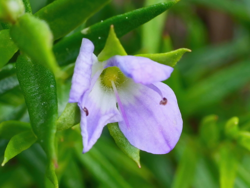 Veronica gracilis (Slender Speedwell) (alternate view 4)
