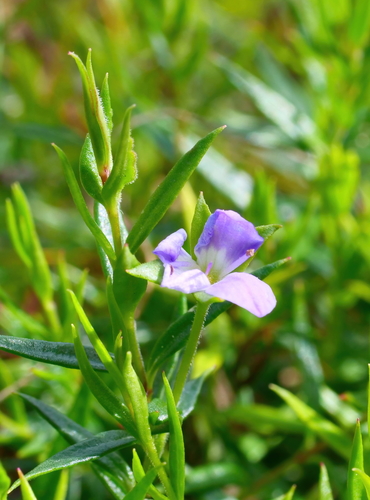 Veronica gracilis (Slender Speedwell) (alternate view 5)