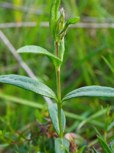 Veronica gracilis (Slender Speedwell) (alternate view 6)
