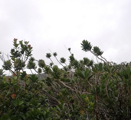 Dracaena reflexa (Song of India) (alternate view 2)