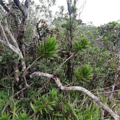 Dracaena reflexa (Song of India) (alternate view 3)
