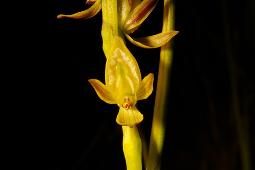 Prasophyllum elatum (Tall Leek Orchid) (alternate view 2)