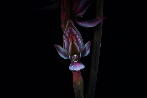 Prasophyllum elatum (Tall Leek Orchid)