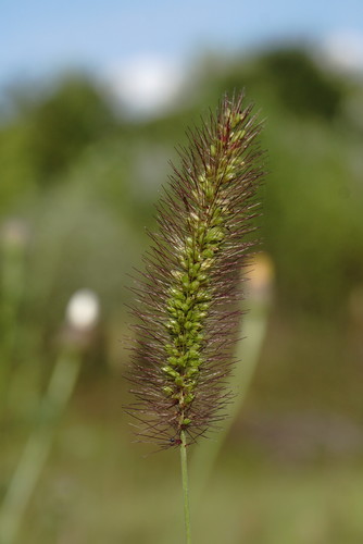 Setaria viridis (Green Bristle Grass)