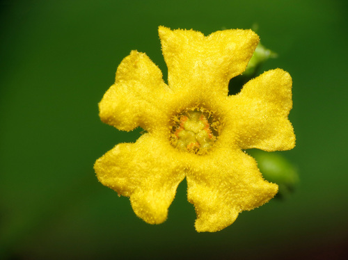 Melothria pendula (creeping cucumber)
