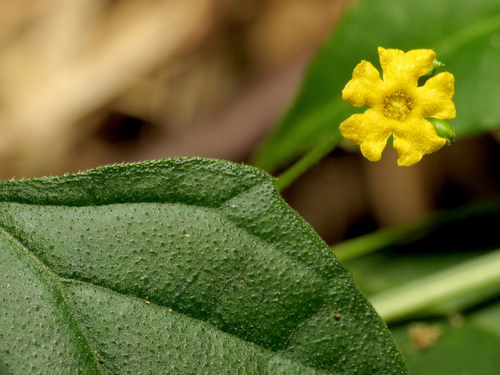 Melothria pendula (creeping cucumber) (alternate view 2)