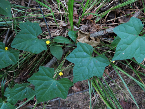 Melothria pendula (creeping cucumber) (alternate view 3)