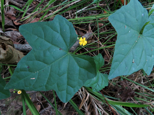 Melothria pendula (creeping cucumber) (alternate view 4)