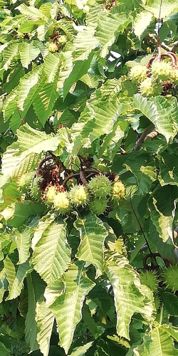 Aesculus hippocastanum (horse chestnut) (alternate view 12)
