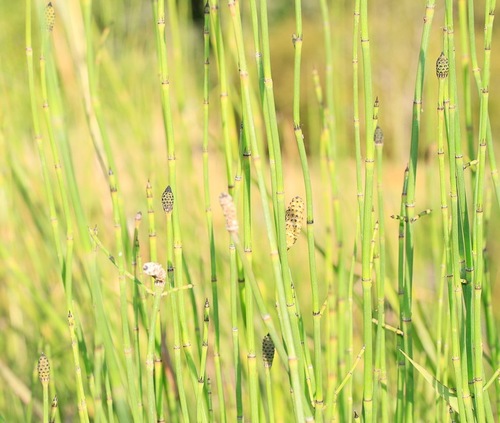 Equisetum (horsetails) (alternate view 3)
