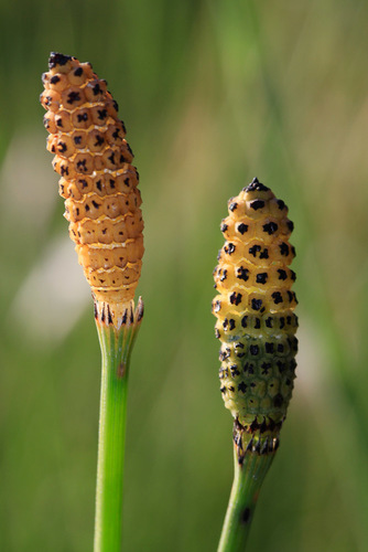 Equisetum (horsetails) (alternate view 4)