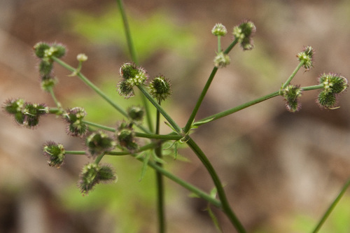Sanicula europaea (wood sanicle)