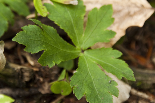 Sanicula europaea (wood sanicle)