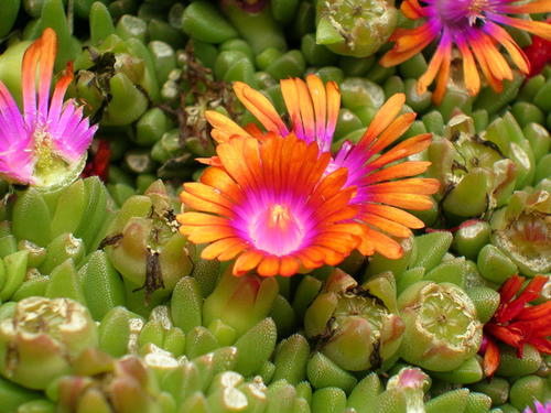 Delosperma (Sheepfigs) (alternate view 5)