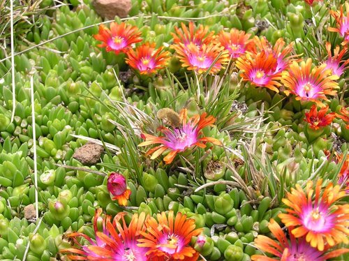 Delosperma (Sheepfigs) (alternate view 6)