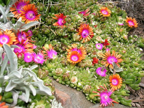 Delosperma (Sheepfigs) (alternate view 7)