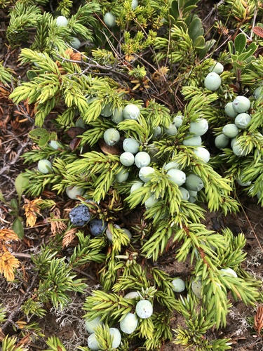 Juniperus communis (common juniper)