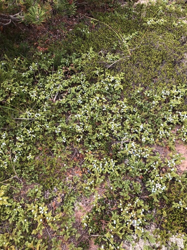 Juniperus communis (common juniper)