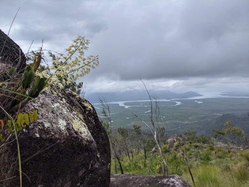 Dendrobium speciosum (rock orchid) (alternate view 4)