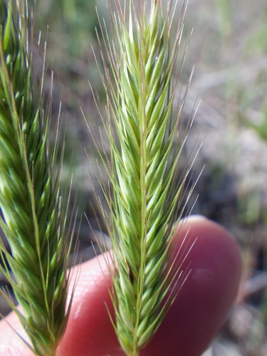 Hordeum pusillum (little barley)
