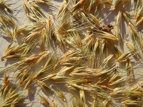 Hordeum pusillum (little barley) (alternate view 2)