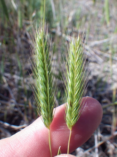 Hordeum pusillum (little barley) (alternate view 3)