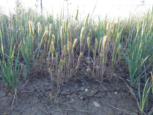 Hordeum pusillum (little barley) (alternate view 4)