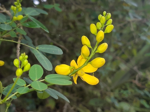 Senna bicapsularis (Butterfly Bush Senna)
