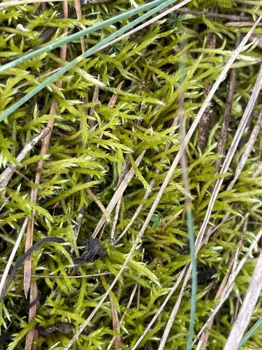 Brachythecium albicans (Whitish Feather-moss)