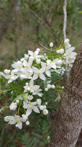 Boronia pinnata (Pink Boronia) (alternate view 5)