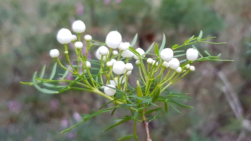 Boronia pinnata (Pink Boronia) (alternate view 6)
