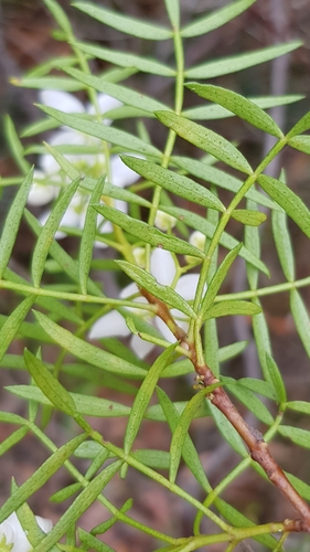 Boronia pinnata (Pink Boronia) (alternate view 7)